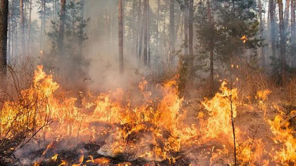 泰国加强了对北部森林火灾的扑救